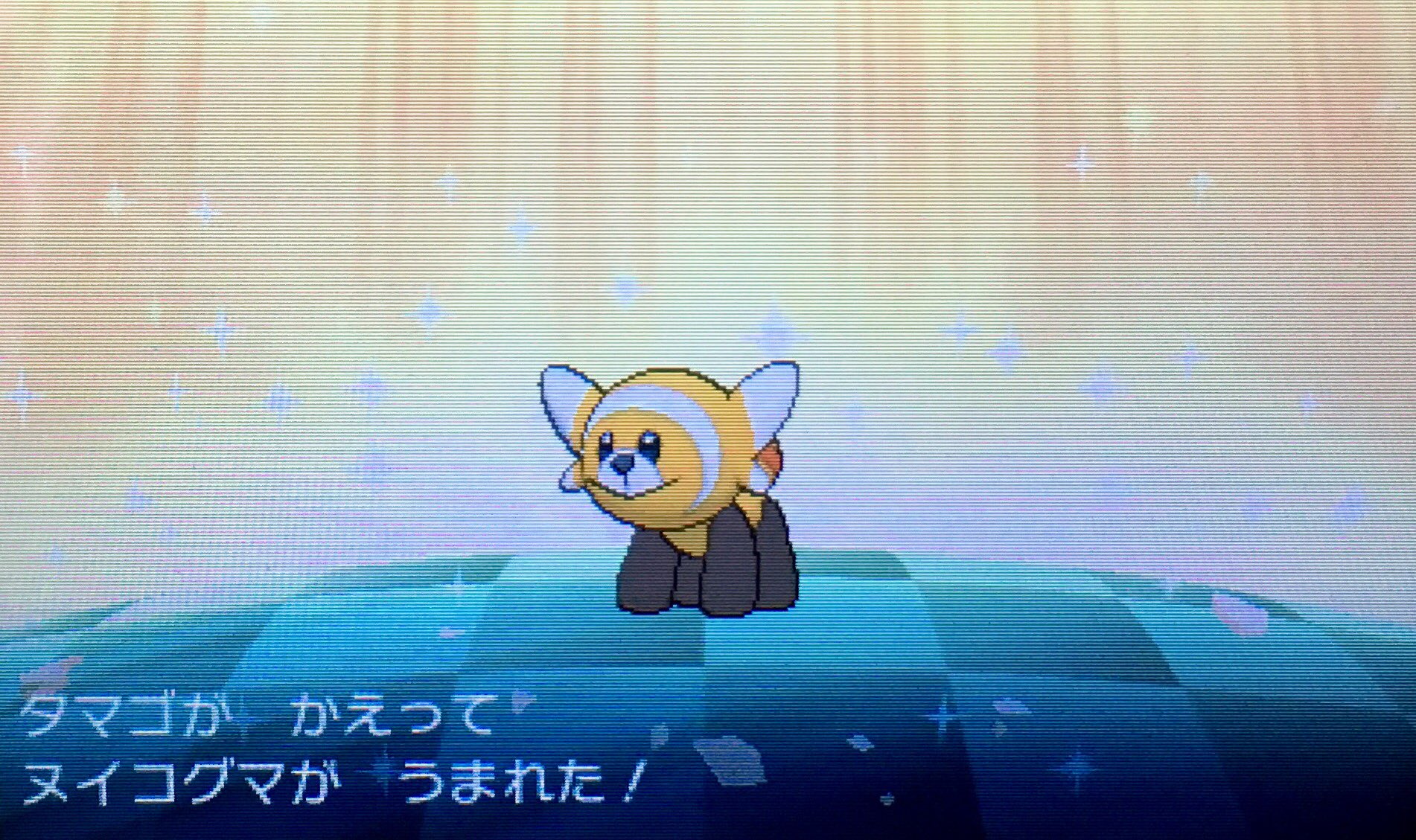 隼レイカ はやぶさの色違いヌイコグマが生まれました ポケモンサンムーン 色違いポケモン T Co Op7jic6ene Twitter