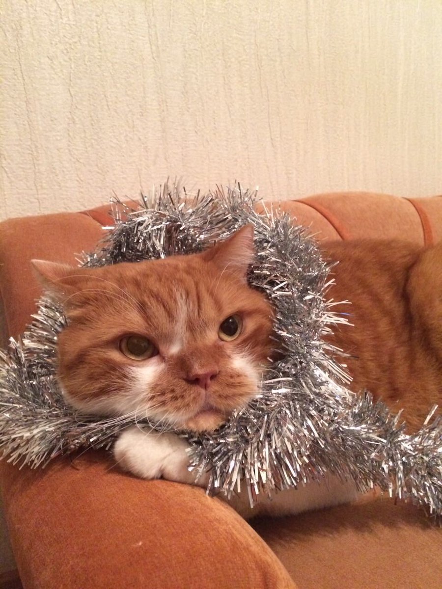 dashkakan's tweet photo. Я его больше себя люблю 😻😭 https://t.co/CzJ1alRZFg