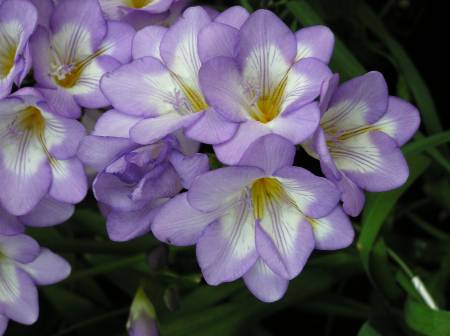 スヴァリア 色関係ないフリージアの花言葉 期待 白色のフリージアの花言葉 あどけなさ 黄色のフリージアの花言葉 無邪気 赤色の フリージアの花言葉 純潔 紫色のフリージアの花言葉 あこがれ 新ed名の花がアルミリアにスポット当ててそうな予感がする花
