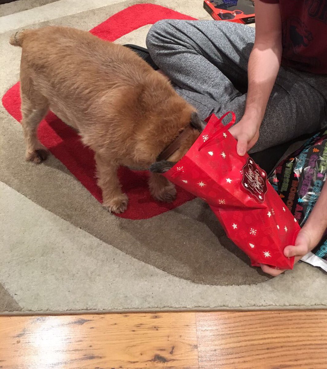 HenryBorderT's tweet image. He's been! He's been! I knew I'd been good 🐶🎅🏼