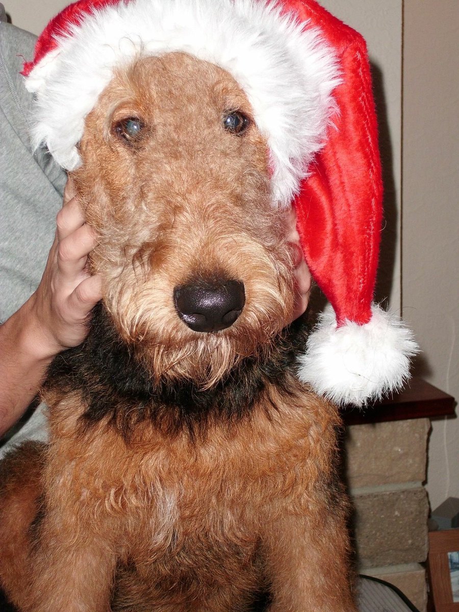 Merry Christmas from Penelope and team 🎉