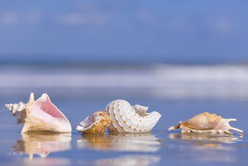 thesubbymariner's tweet image. #Navidad 
@xLivingLegend @WintrGhostStory @AgentMPCarter 
-Les regala unas móvilcaracolas (?) Para que puedan hablar más a menudo con él-.