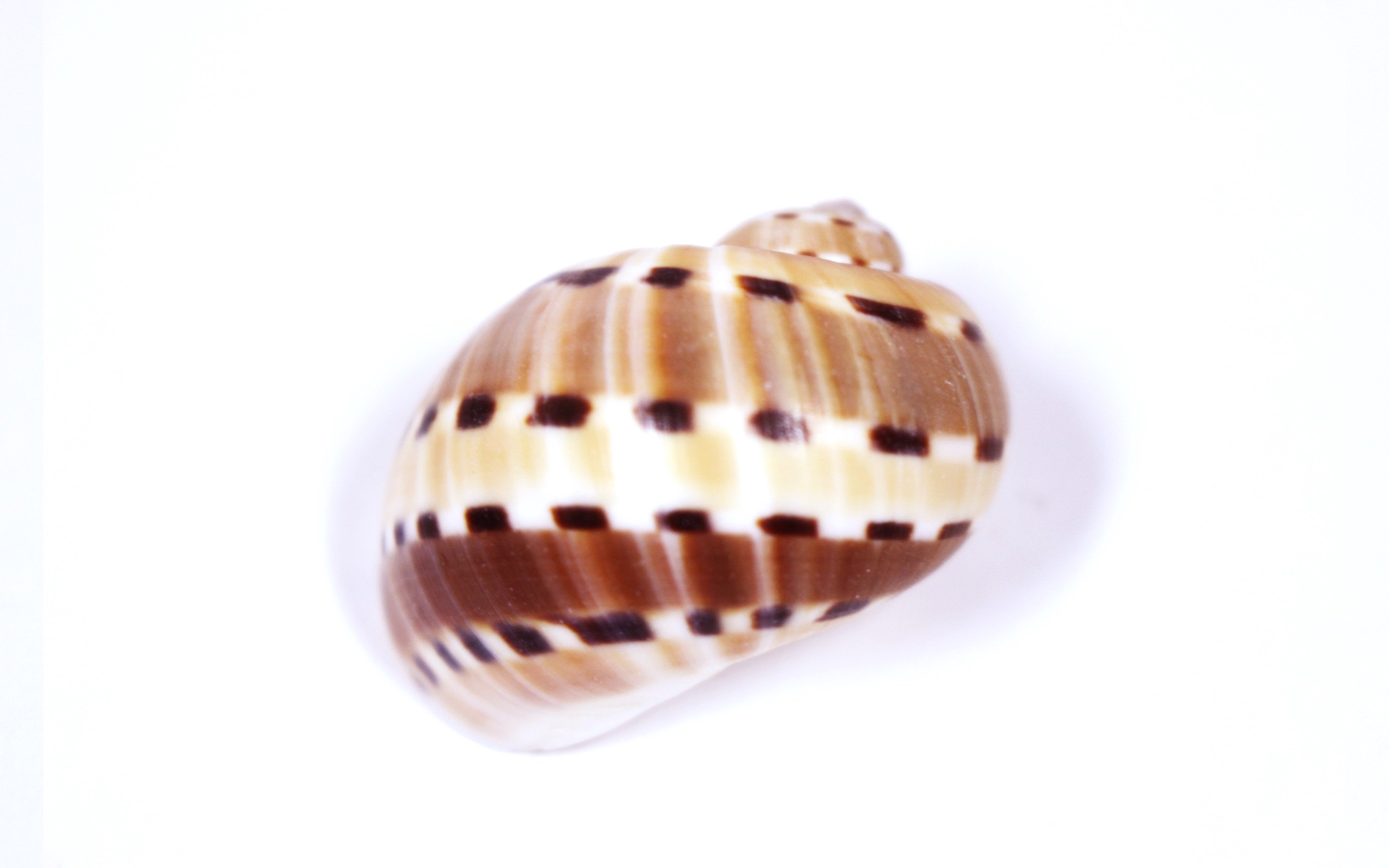 貝殻bot Shell Bot I Twitter