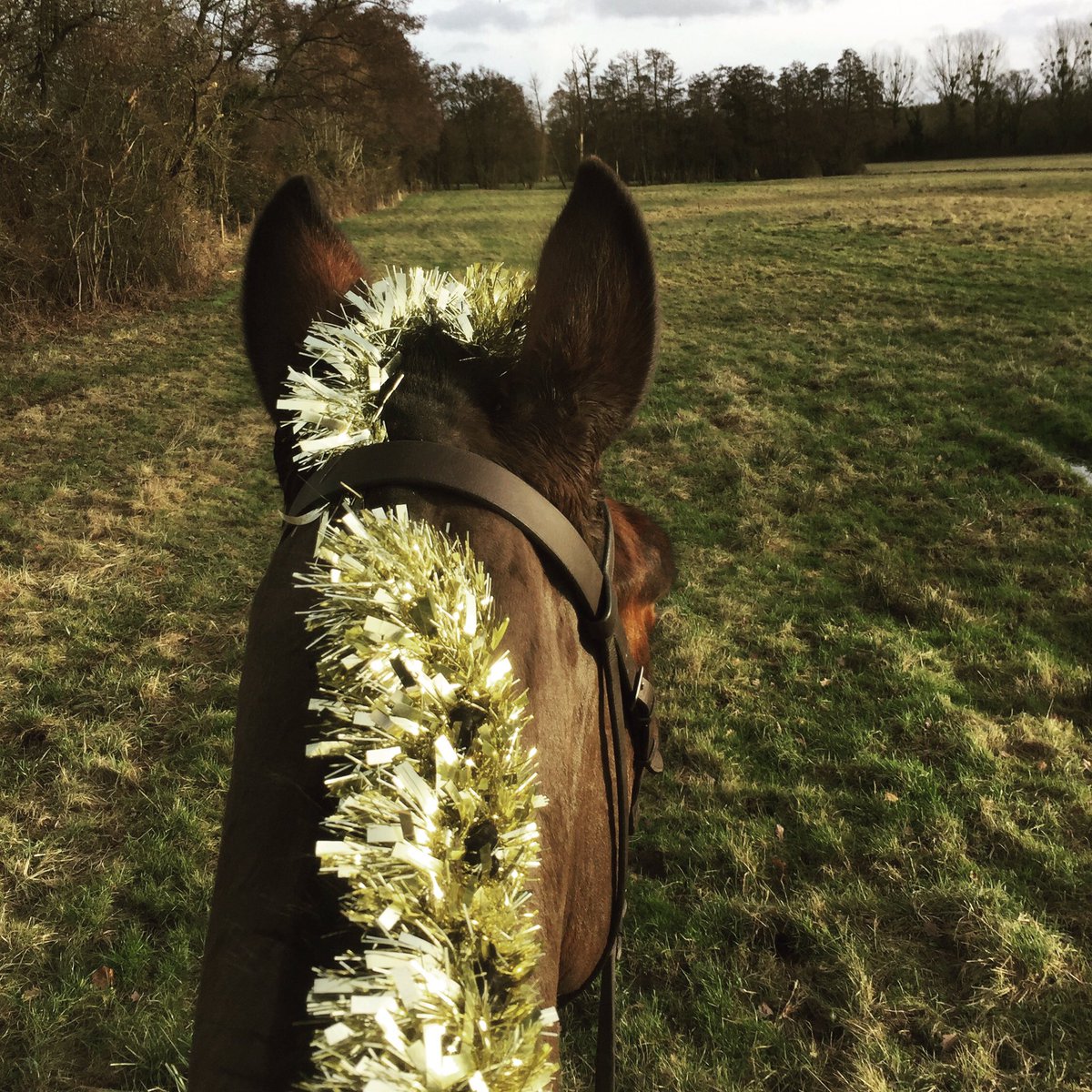 Merry Christmas from all of us at Equi-N-Ice #christmas #tinsel #keepcool