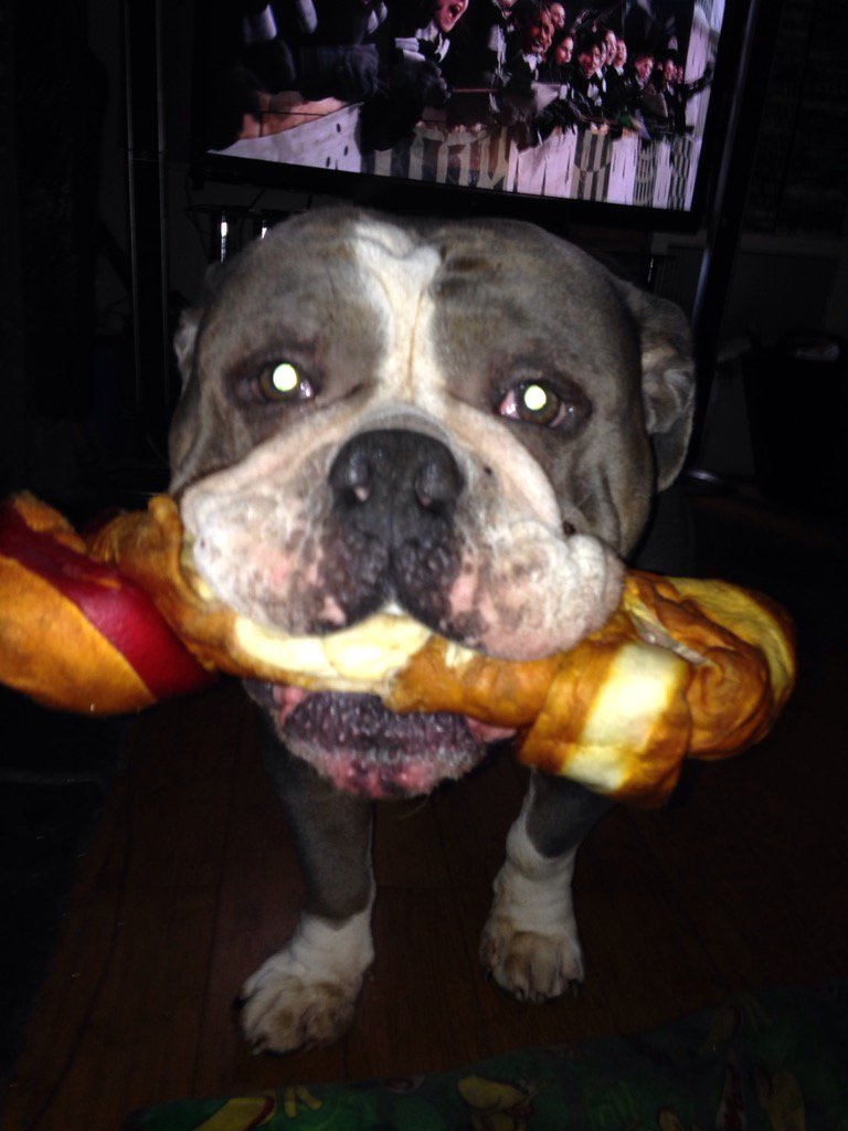 AntillLad's tweet photo. Someone's happy with his present https://t.co/IvBDm4n2zT