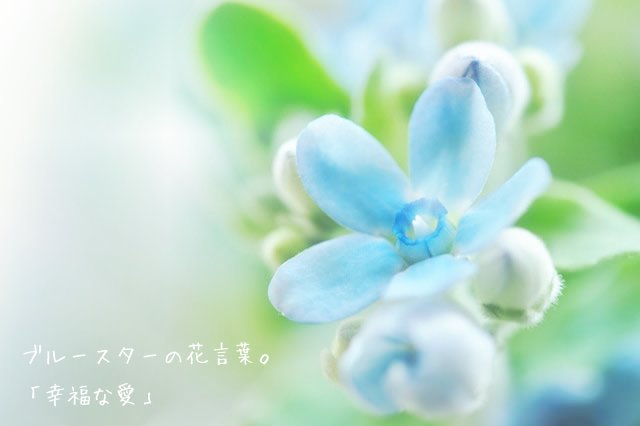 素敵な花言葉 Twitter ನಲ ಲ ブルースターの花言葉 幸福な愛 T Co 0h2payxgrz Twitter