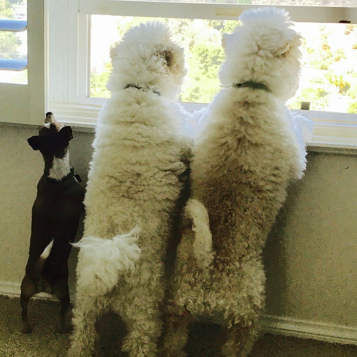 PawPartyBox's tweet image. Waiting for Santa! Merry Christmas from Paw Party! #funinabox #ChristmasMorning #dogsoftwitter #partyinabox #christmasparty