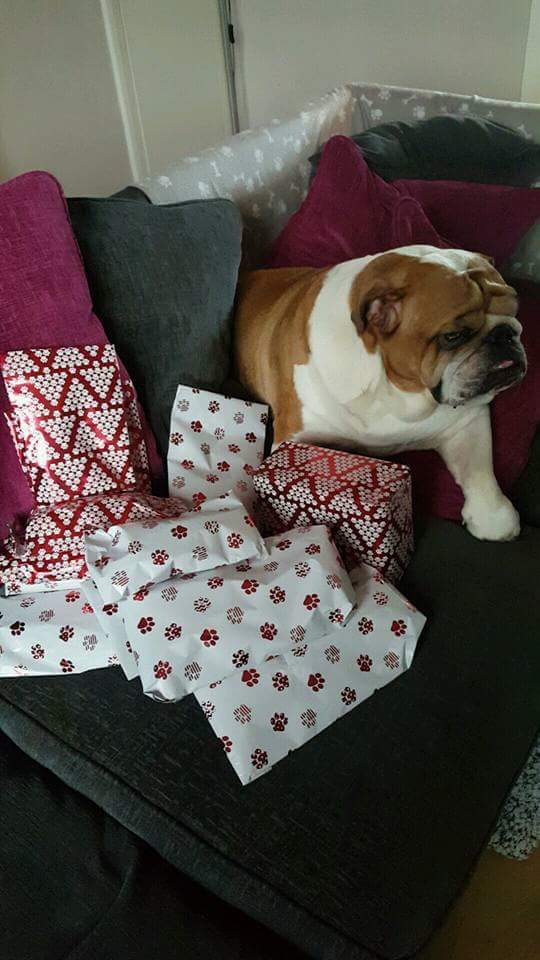 BullyMagic's tweet image. A big merry Christmas. We hope everyone has an amazing day. Love Tallulah, Frank, Peggy and their human slaves the Dodds family. God bless!
