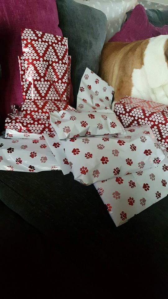 BullyMagic's tweet image. A big merry Christmas. We hope everyone has an amazing day. Love Tallulah, Frank, Peggy and their human slaves the Dodds family. God bless!