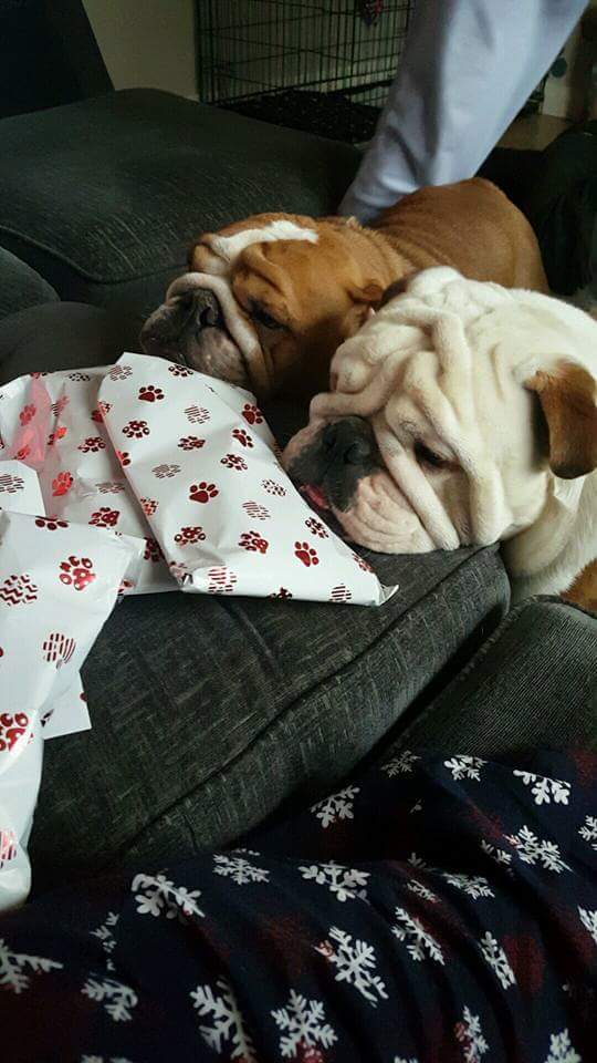 BullyMagic's tweet image. A big merry Christmas. We hope everyone has an amazing day. Love Tallulah, Frank, Peggy and their human slaves the Dodds family. God bless!