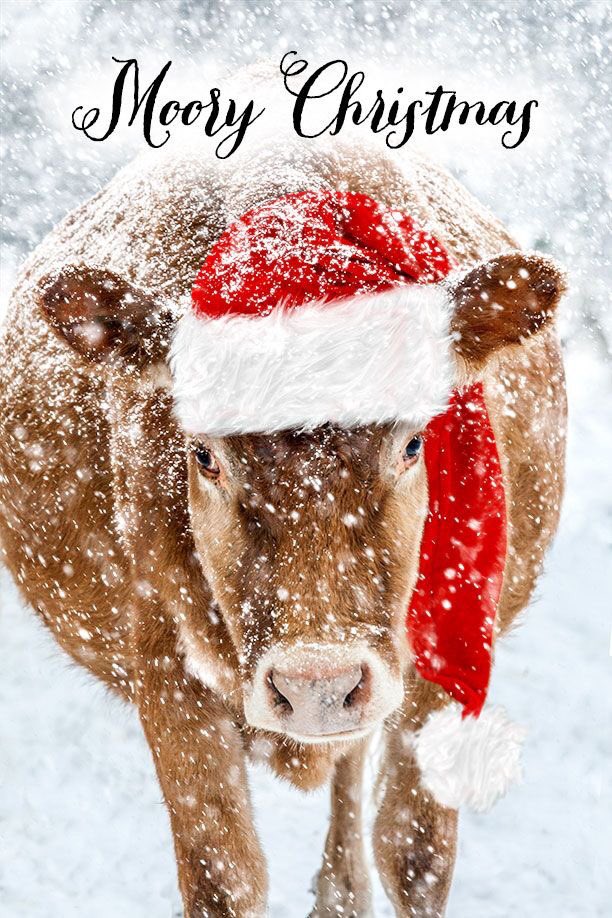 #MerryChristmas from our family to yours! #FarmKidLife