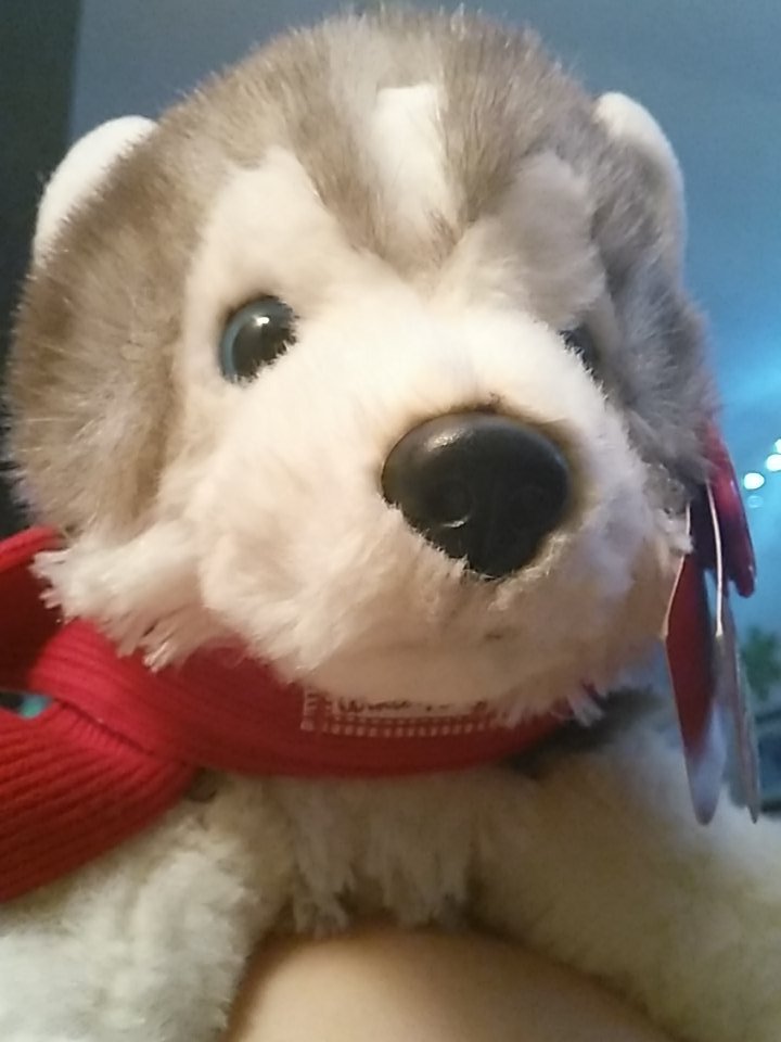 KissKillProceed's tweet image. {| Little sister got me this hella cute pup.
His name is Nicholas 🙌