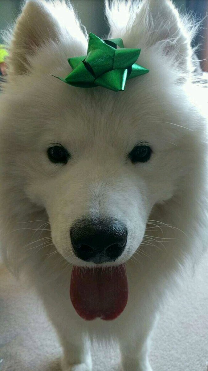 ArtemisSamoyed's tweet photo. Merry Christmas everyone!!! #samoyed #puppy #christmas https://t.co/LMDeJ90i7X