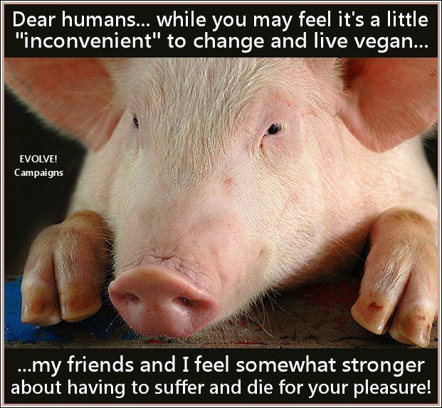 JaySusV's tweet photo. #PeaceOnEarth Starts on your Plate #GoVegan
#Christmas
#HappyHolidays
#HappyHanukkah
#SantaTracker
#TheBestGiftIs
#ItsAWonderfulLife
#Vegan https://t.co/OwFZ9Mtbj9