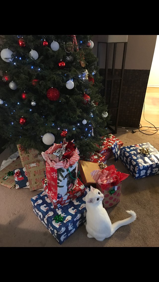 Serg_T33's tweet photo. My cats like sooo we gunna do this or nah? #Merrychristmas https://t.co/42QkPrxucO