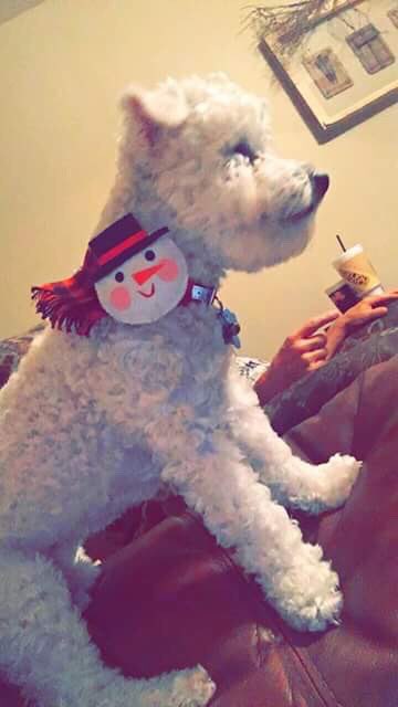biscuit_marlow's tweet photo. Merry Christmas https://t.co/WZflnJzUzF
