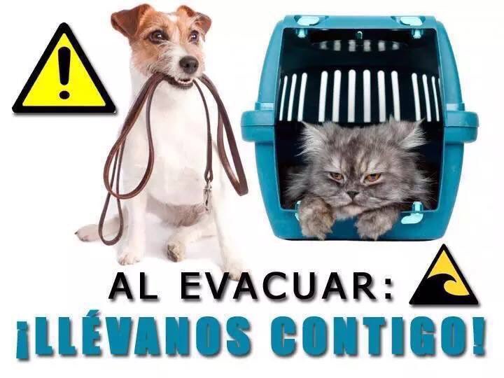 fundCeba's tweet photo. Al Evacuar #tsunami lleva las mascotas, perros con collar y cadena // gatos en caja de transporte #Terremoto #biobio #chiloe https://t.co/ysAqLKCkm1