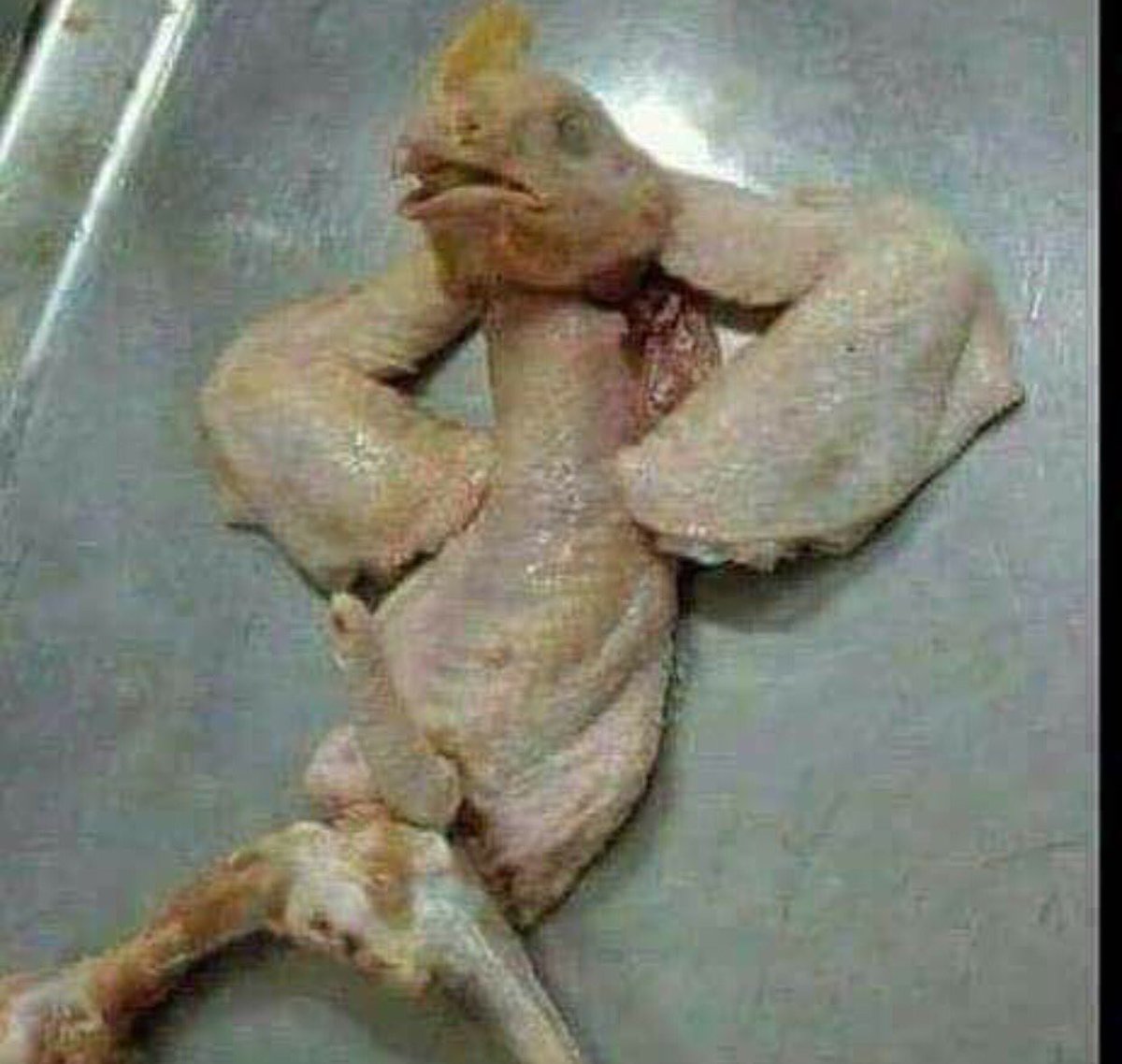 damfly27's tweet photo. @DruggyBuilder hope your turkey turned out well #ChefDB https://t.co/3JuUuCOEgH