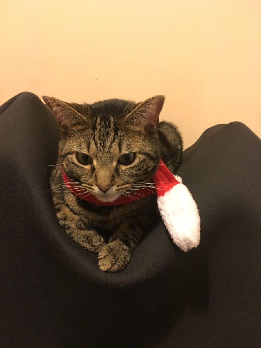 Ho. Ho. Ho. 

#christmas #cats #christmascat