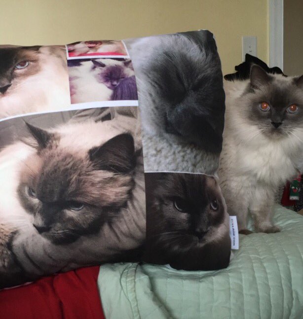 CameronHoggan's tweet photo. Gimli and I are overwhelmed. This is the best gift of my life. https://t.co/7IYMqzDEwi
