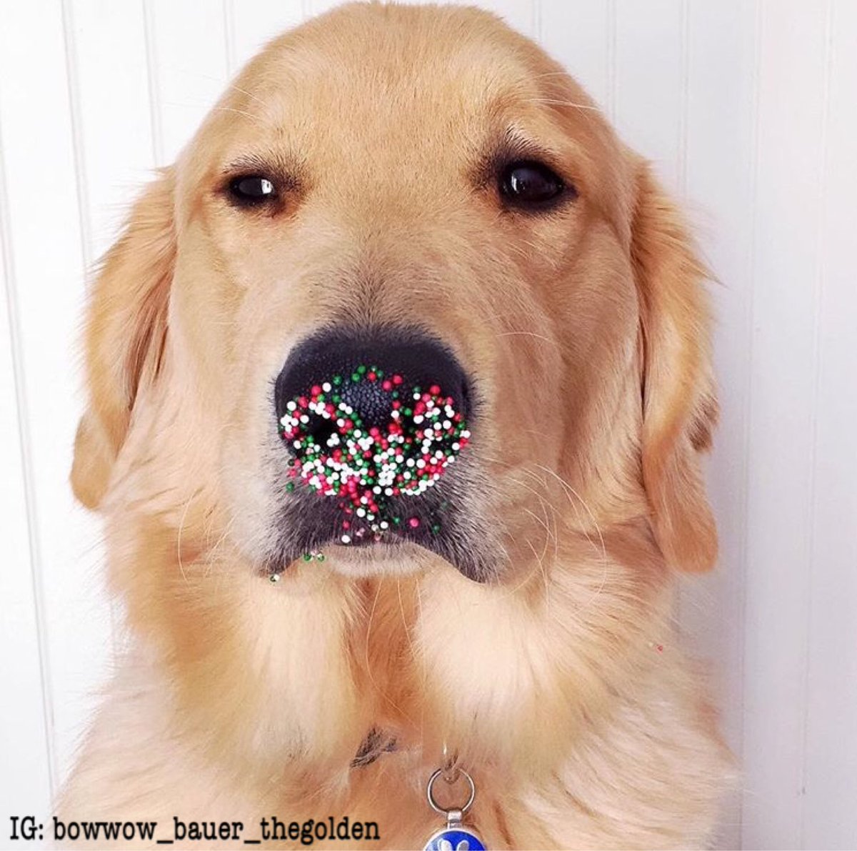 dog_rates's tweet photo. This is Bauer. He had nothing to do with the cookies that disappeared. 13/10 very good boy https://t.co/AIMF8ouzvl