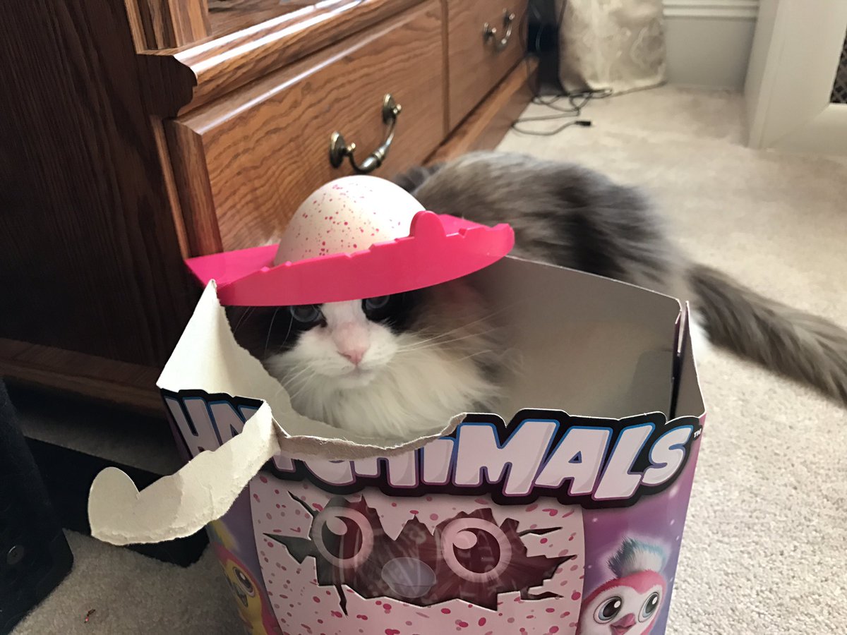 The Raguala Hatchimal. #gandit #merrychristmas #catsurprise