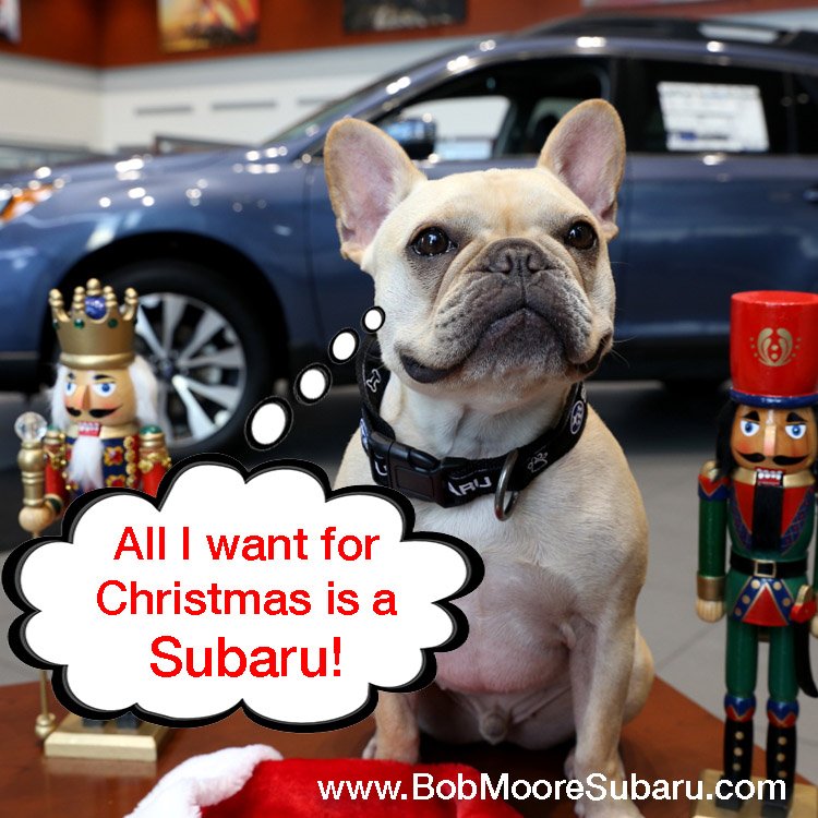 BobMooreSubaru's tweet photo. Merry Christmas from #SubaruSpokesdog Lenny and all of us at Bob Moore Subaru! #Christmas2016 https://t.co/ZvHmcCr9EQ