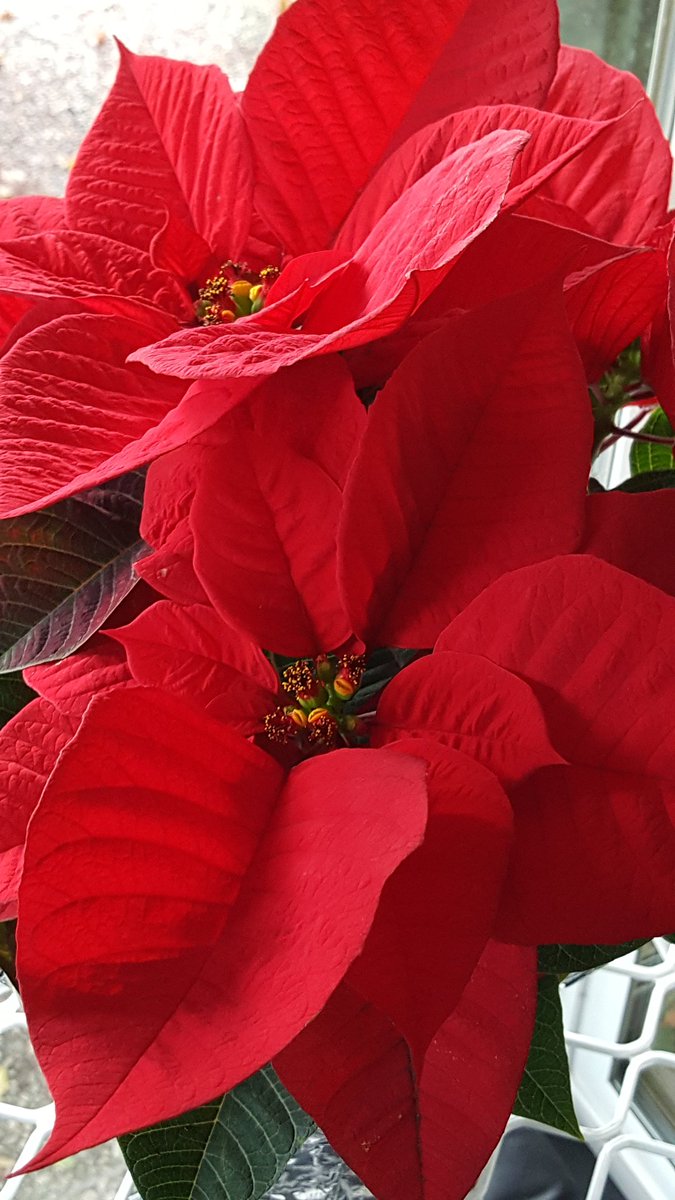 Terry_Chronistr's tweet image. May you all experience lots of Merry this Christmas day! - from us at Green Seed Nursery