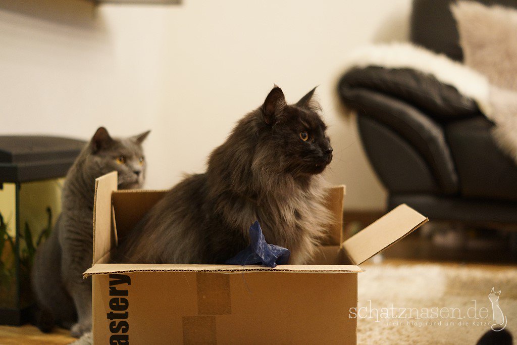 Was ist das Beste am geschmückten Weihnachtsbaum?🎄
 
A: die leuchtenden Lichter
B: die bunten Kugeln
C: der leere Karton vom Baumschmuck