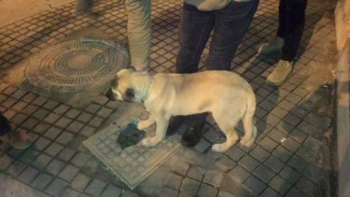 Ankara Yenimahalle Halide Edip Mesleki ve Teknik Anadolu Lisesi önünde tasmalı bir köpek bulunmuştur. İletişim : 0537 332 30 49