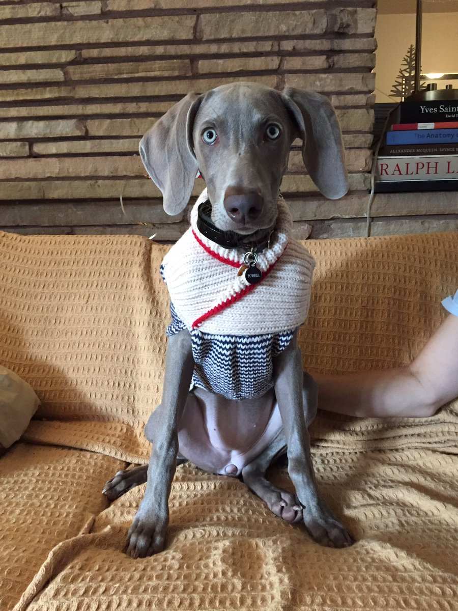 Recovery buddy got a sweater for Christmas....despite the 75 degree weather.  @jrieves