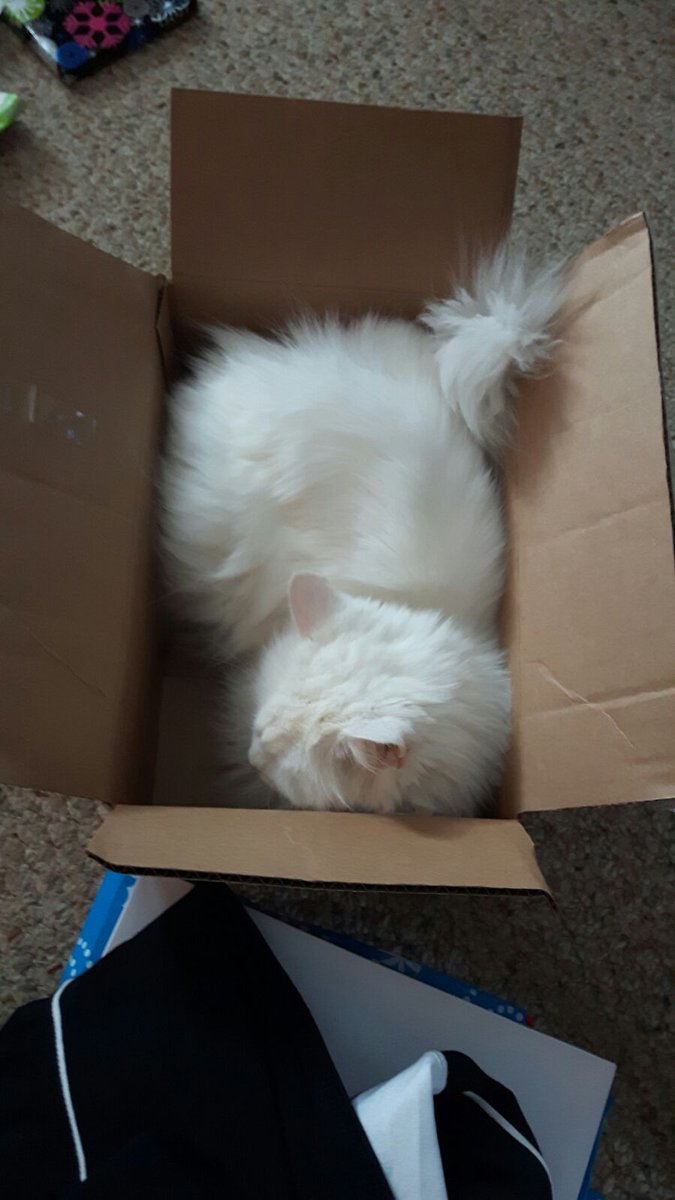 susanelezebeth's tweet photo. Thanks @Petco for the great Christmas🎄🎁gifts for all our pets but Princess seems to prefer the box the cat nip goodies &amp; toys came from 😃 https://t.co/KJXg25RW7r