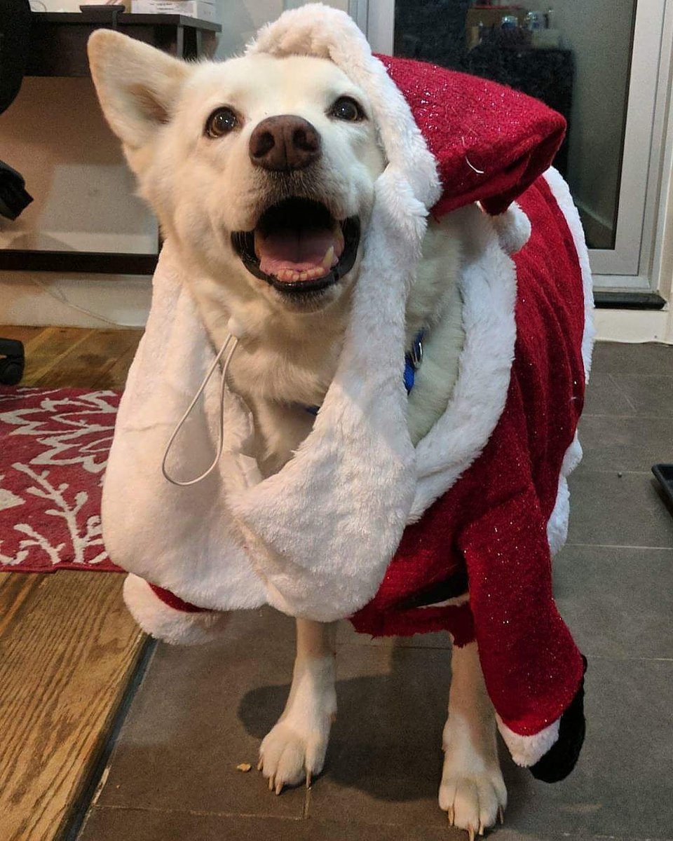 Help with RT! New York I love you and you have been so good to me. 

Please help me find Bailey. Went missing in Clinton Hill this AM.