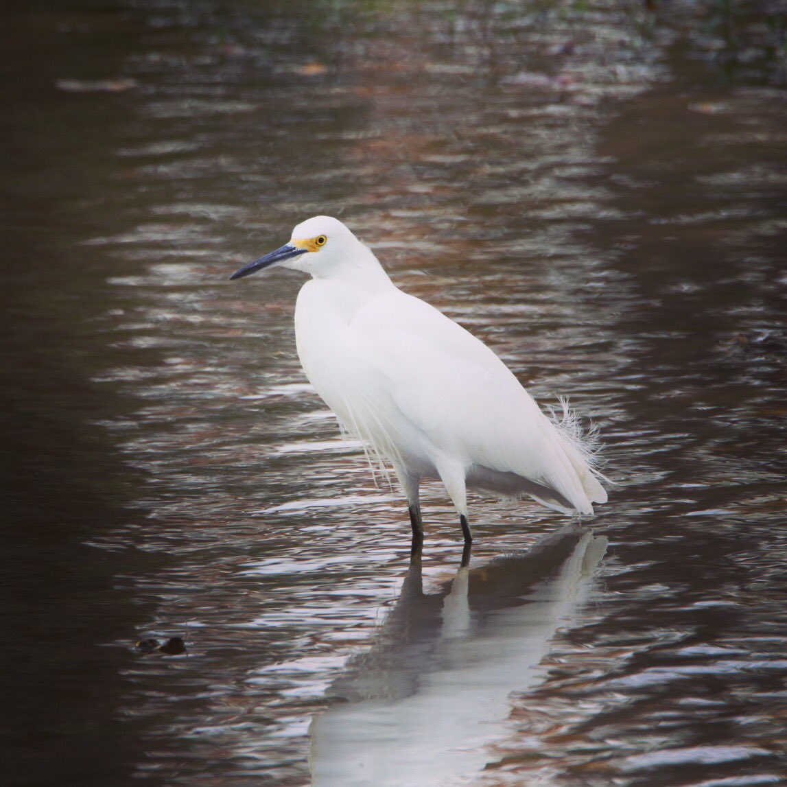 mleongkee's tweet photo. A Snowy Egret on a very warm Christmas! Merry Christmas to all! #HoustonisHot #snowyegretbutnosnow https://t.co/sBwC6NZmjQ