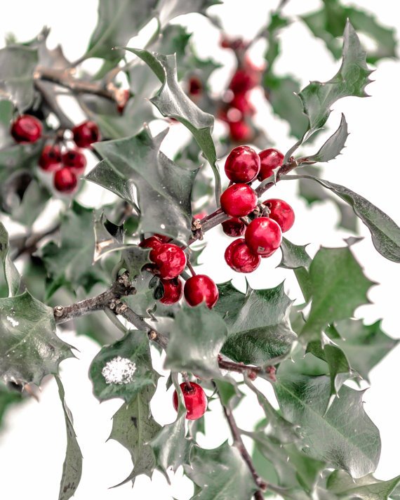 Piccapixel's tweet image. Merry Christmas Everyone! PiccaPixel will be having a #sale starting tomorrow. Check out my store here: etsy.com/ca/shop/PiccaP…