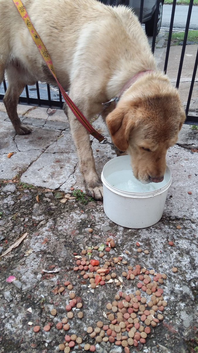 stylxsart's tweet photo. #BastaDePirotecnia Por favor difundir, esta perdido en Ituzaingo, Buenos Aires. RT, RT, RT POR  FAVOR DIFUNDIR❤👏 (para preguntas al dm) 👏👏 https://t.co/m7ppK0bfqc