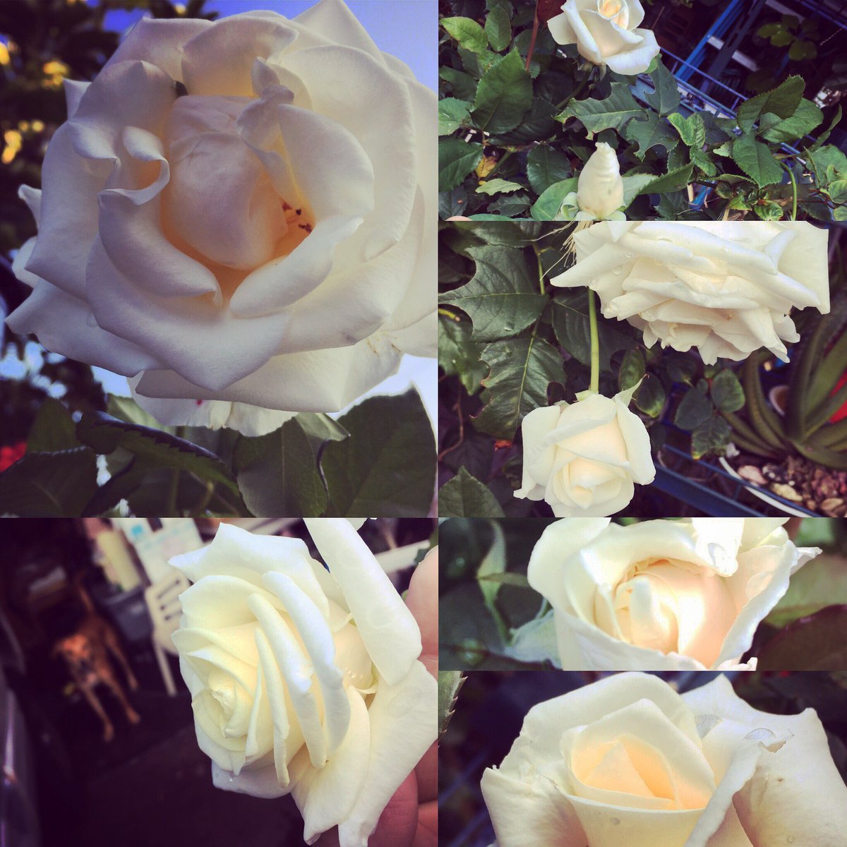 jasonizumiART's tweet photo. Lotsa #roses on #auntyelsie's #miracle #rosebush on #Christmas morning 🎄#25Dec2016 💚#MerryChristmas https://t.co/dZPqq6MQdK