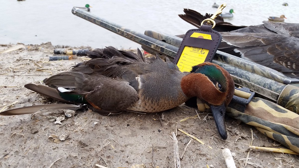 toetagsllc's tweet photo. @KSAGOffice 3 KS Outfitters KS raided by @USFWS. Tagging violations likely in all. Force @KDWPT 2 educate us. #dosomething or #dontprosecute https://t.co/KQQPzSwZkn