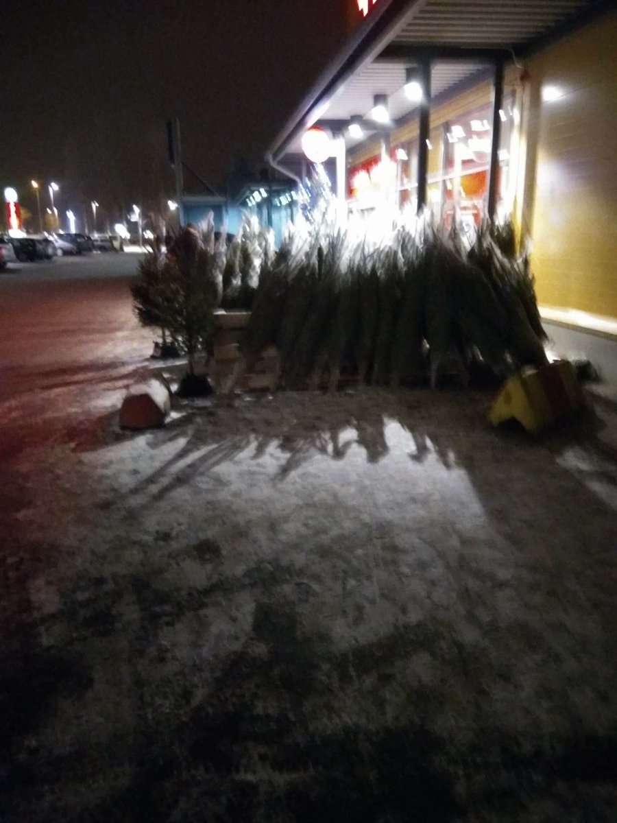lutajobe's tweet photo. @rattycastle They have Christmas on 24th.
Some pics I have. #sqirrell #onlyrealtreesinfinland https://t.co/X9Fz4rB7MY