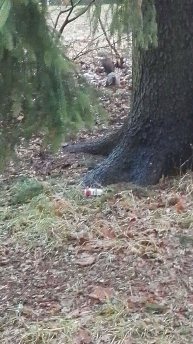 lutajobe's tweet photo. @rattycastle They have Christmas on 24th.
Some pics I have. #sqirrell #onlyrealtreesinfinland https://t.co/X9Fz4rB7MY