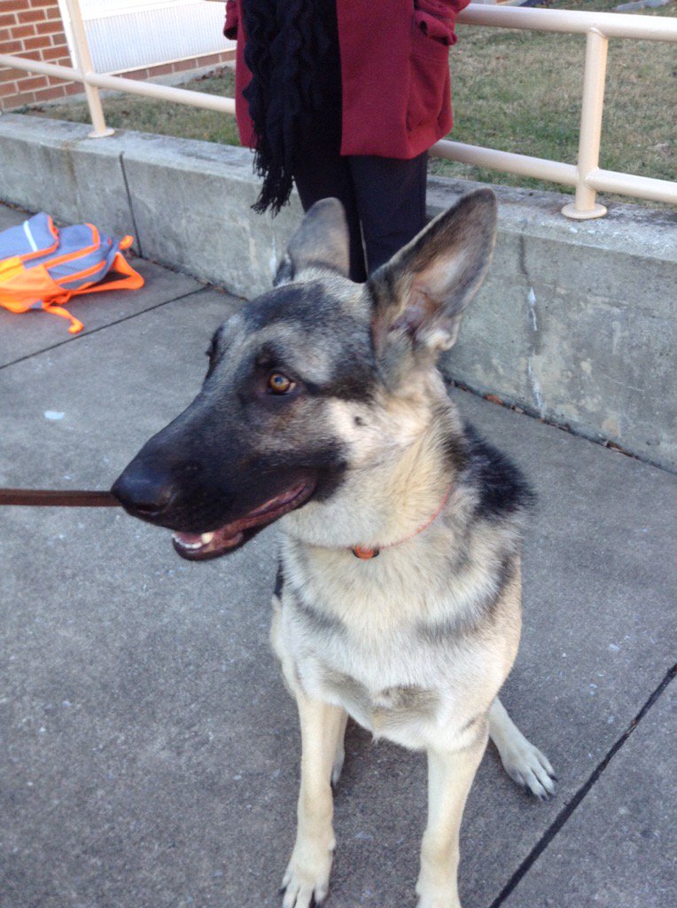 This is the new Therapy Dog at CYMS her name is Riley.