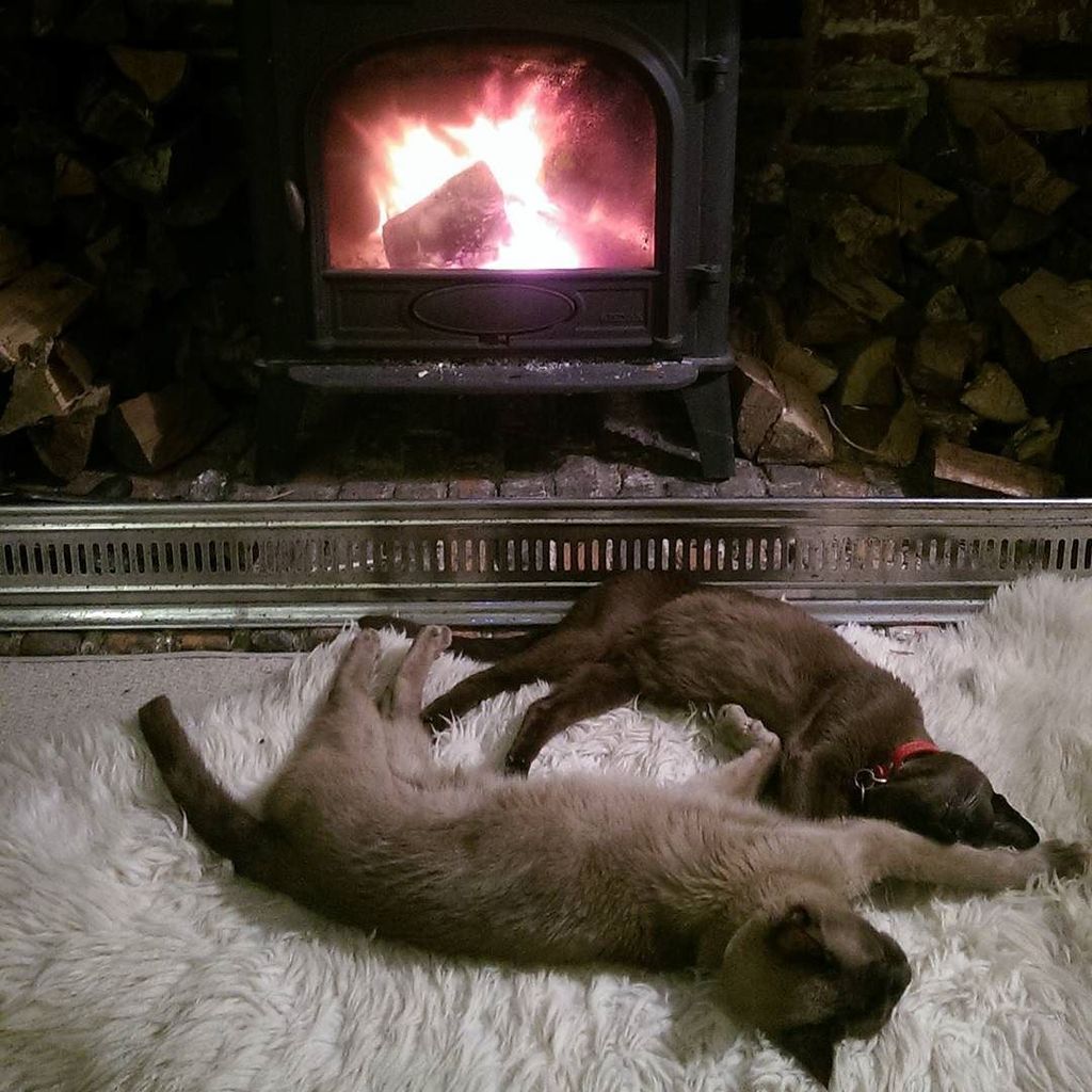 joannasphotos's tweet photo. Cat heaven #christmas #fireplace #postturkey #siamese #relaxing #cuddles #catstagram #nach… https://t.co/G4pDnURuQ7 https://t.co/Up2K3Yl0Yp