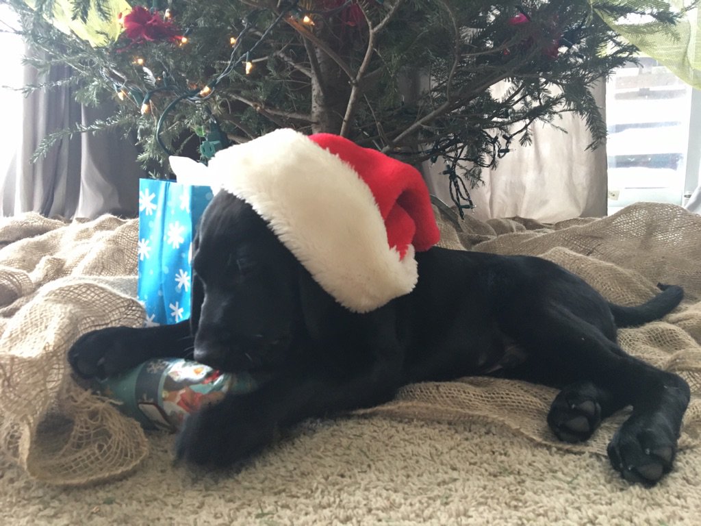 Merry Christmas everyone,hope its been a safe and happy one for all !