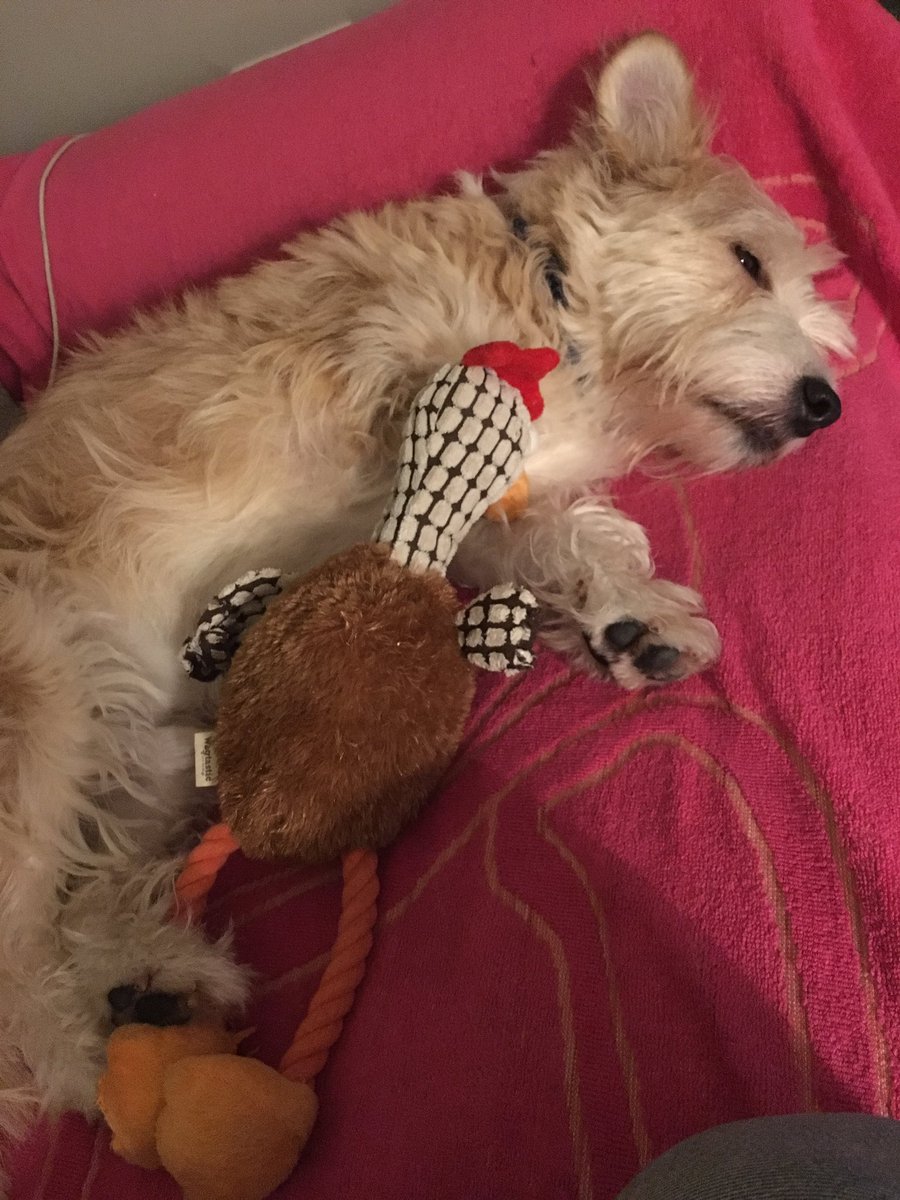 IAmTobyTheDog's tweet photo. Woof
Christmas 2017... done
#pawsoffmyturkey
#stuffed
#pooped https://t.co/M4lAslo5fM