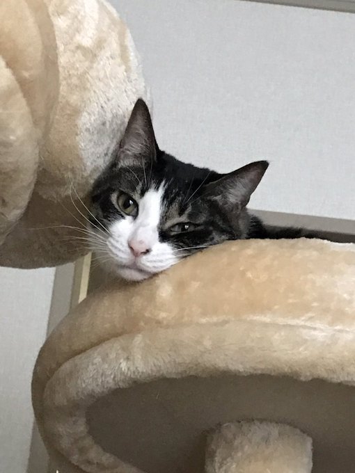 猫マスターのtwitterイラスト検索結果 古い順