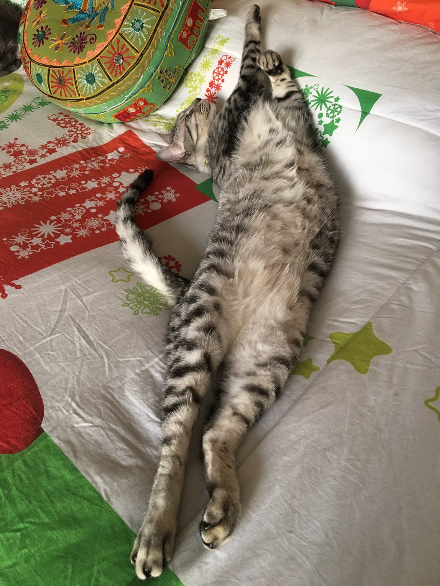 Duckyli15's tweet photo. Higo durmiendo 😻
#FELIXAñoNuevo https://t.co/LaN9oLzw6x