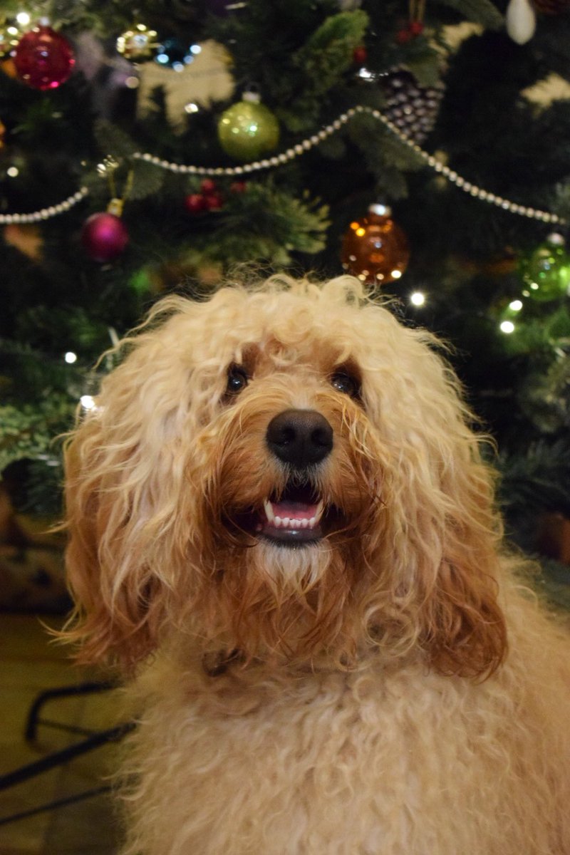 tedoodledoo's tweet photo. It's the most wonderful time of the year #happychristmas https://t.co/57x6rJ1wwE