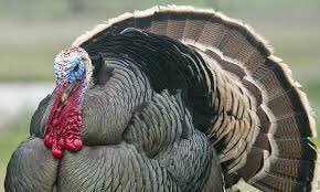 PigeonJon's tweet photo. MISSING:
Turkey Clive. Last seen yesterday. Answers to the name of Clive or Turkey. 
His wife is Also Missing. And his Mum.
Please Retweet. https://t.co/MnPe3JWtY0