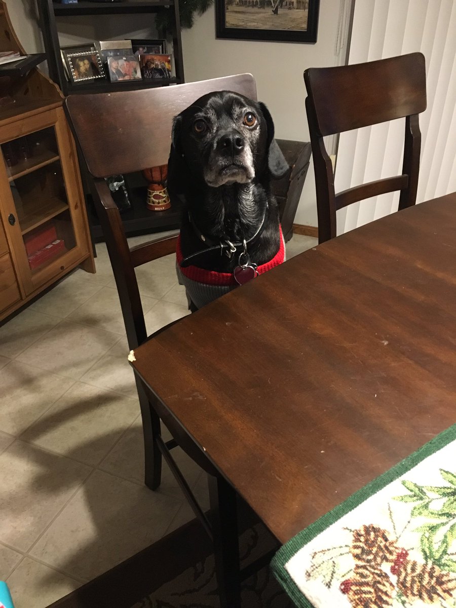 WalterThePuggle's tweet photo. When is Christmas dinner?!? #Puggle https://t.co/FY1vJCw4xZ
