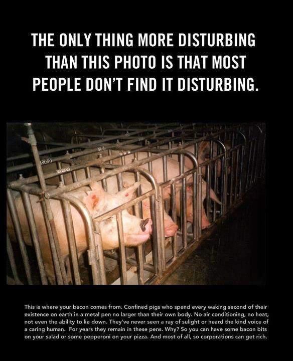 melistraub's tweet photo. #PeaceOnEarth Starts on your Plate #GoVegan
#Christmas
#HappyHolidays
#HappyHanukkah
#SantaTracker
#TheBestGiftIs
#ItsAWonderfulLife
#Vegan https://t.co/rGqJPEU3sA